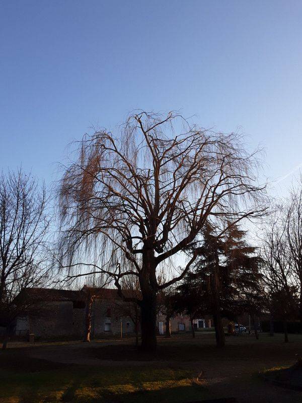 soins aux arbres à Marignac-Laspeyres